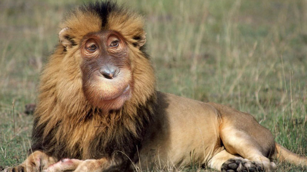 Scientists believe they located a new crossbreed between a lion and monkey.